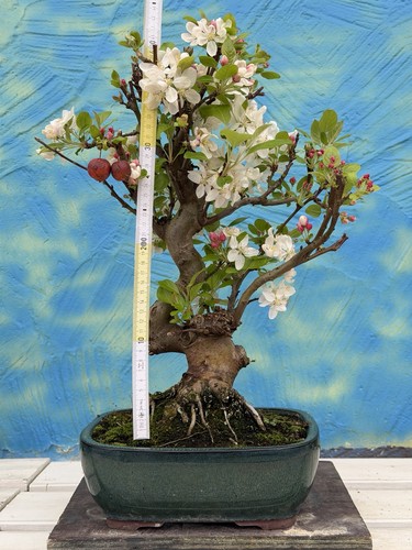 Joe bonsai apfel - bonsai, mallus
