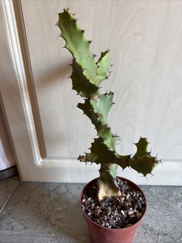 Succulente euphorbia tortillis - succulente,