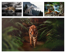 TIGER TIERE WOLF WALD