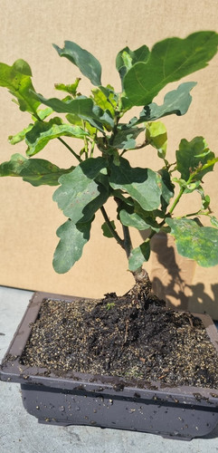 Bonsai eichenbaum quercus - ,
