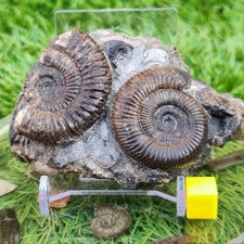 Dactylioceras gracile Ammonit Fossil Multi Block