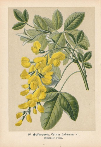 Goldregen laburnum - goldregen, (laburnum