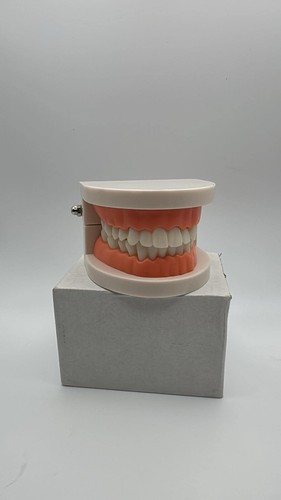 Mike dental abs - mike-dental, zahnmodell
