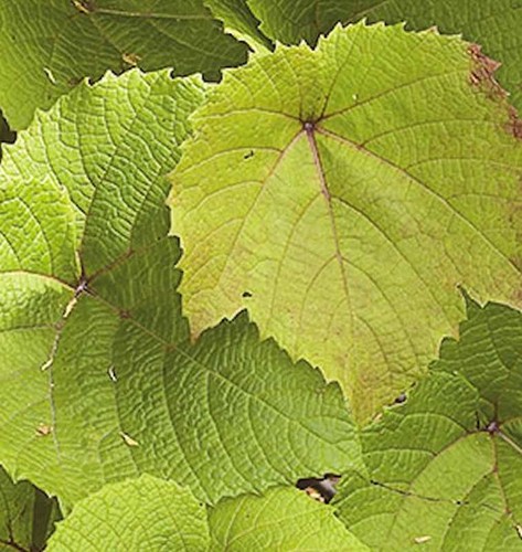 Rostrote rebe 80cm vitis - rebe,