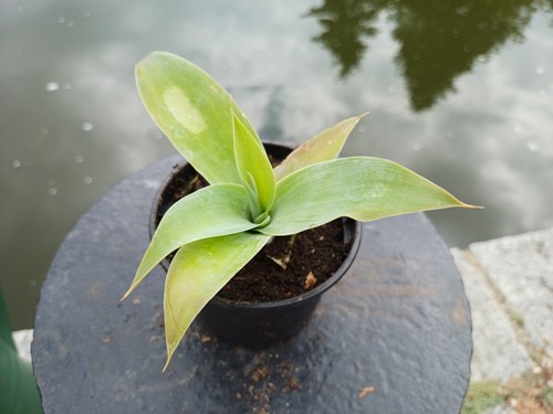 Agave attenuata - agave,