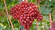 'Alice im Wunderland' -
