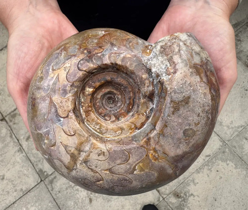 Pseudoschistoceras gigas - ,