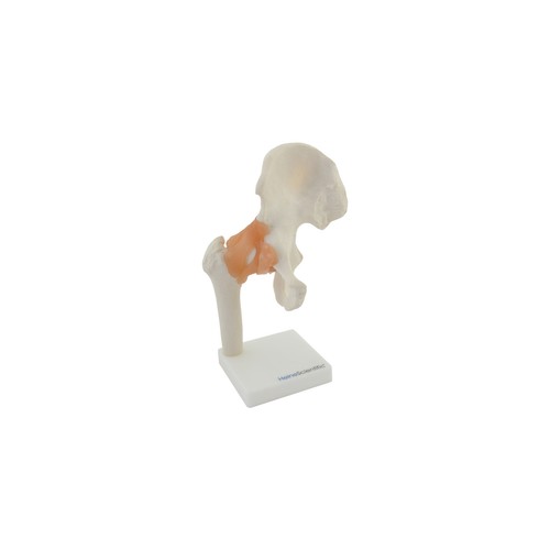 Anatomisches modell - anatomisches,