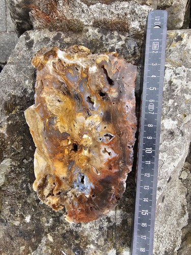 Rar ratka ungarn - ungarn, kieselholz