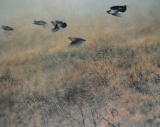 Rebhühner Kunstdruck  42 x 39