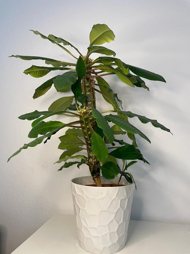 Euphorbia leuconeura - euphorbia,
