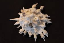 Teilweise "repariert"