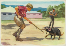 43/663 SAMMELBILD AUSTRALIEN BEUTELTEUFEL HÜHNERRÄUBER GEWEHR