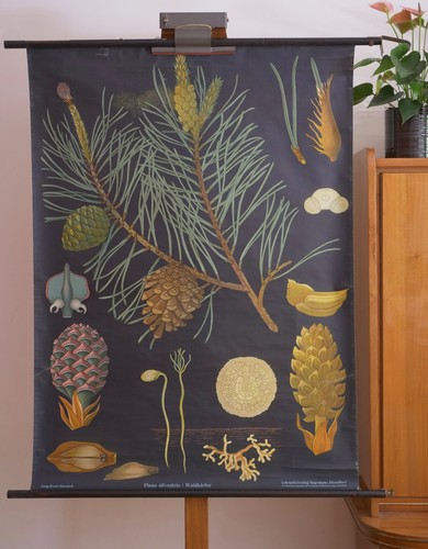 Vintage schulwandkarte - vintage, |