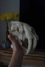 Säbelzahntiger smilodon skull - säbelzahntiger,