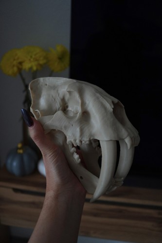 Säbelzahntiger smilodon skull - smilodon,