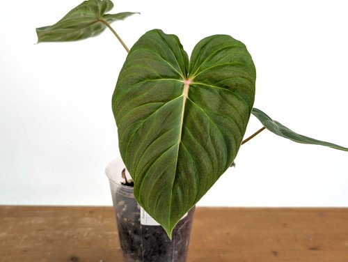 Philodendron verrucosum x - verrucosum, 2