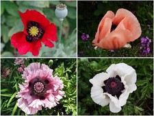 Türkischer riesenmohn mix - tÜrkischer, riesenmohn-mix