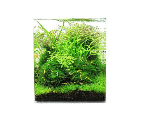 Natureholic crystal clear - clear, cube