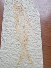 Fosiel Fisch Versteinerung