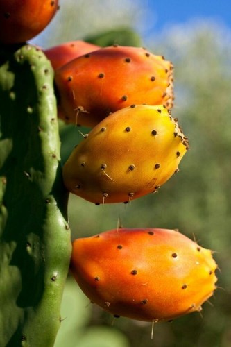 80001215 feigenkaktus cactus - feigenkaktus,