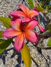 Frangipani Plumeria - 3 Samen