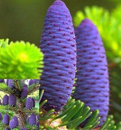 Abies koreana tanne lila - koreana,