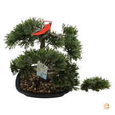 hjh OFFICE Kunstpflanze Bonsai 44 cm grün künstliche SIEHE TEXT/FOTO