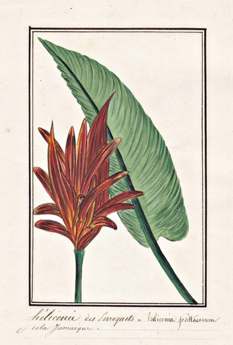 Heliconia psittacorum - heliconia,