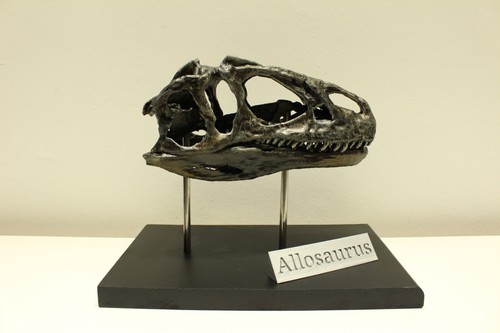 Allosaurus schädel fossil - schädel,