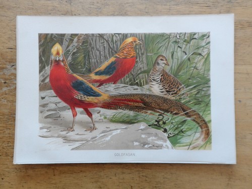 Orig chromolithographie - orig.(1892),