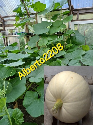 Asiatische riesen weißen - asiatische,