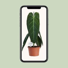 Philodendron Melanochrysum -