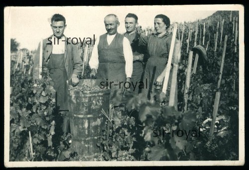 Weinbauern 1928 bei der