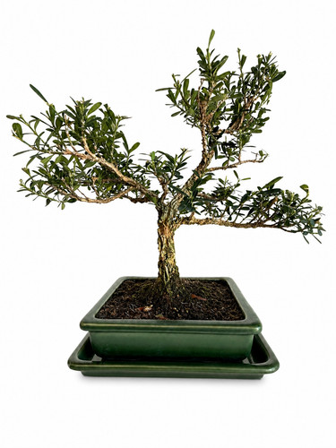 Bonsai buxus harlandii - bonsai, 10