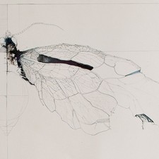 Rudolph Insekt Flügel Zeichnung Feder Bleistift 1970 Studie Fühler