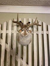 Jackalope; white-tail Antlers