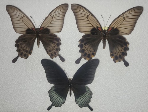 Papilio lowi male - papilio,