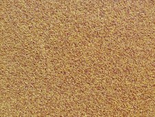 Weißklee Huia 1 kg Kriech-Klee Saatgut Futterklee Bienenweide Kleesaat