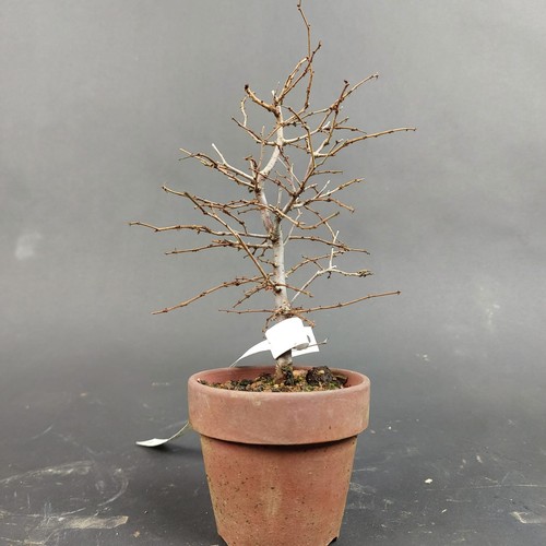 Bonsai zelkova serrata - bonsai,
