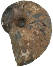 Dogger  Cenoceras inornatum