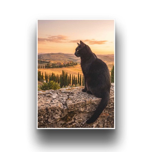 Katze der toskana - katze, in