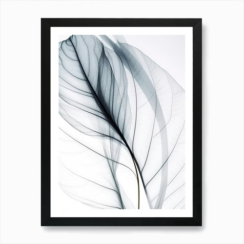 Xray herbarium künstlerische - herbarium,