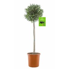 Sonderpreis olivenbaum olive - sonderpreis:,