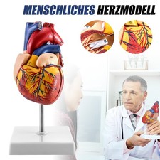 Anatomie herz herzmodell - herz,
