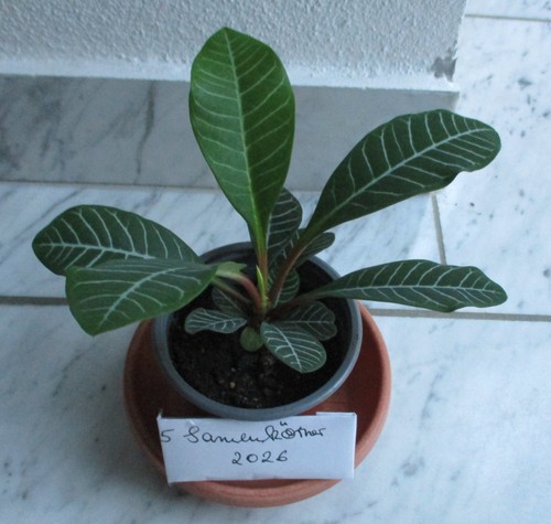 Euphorbia leuconeura - euphorbia,