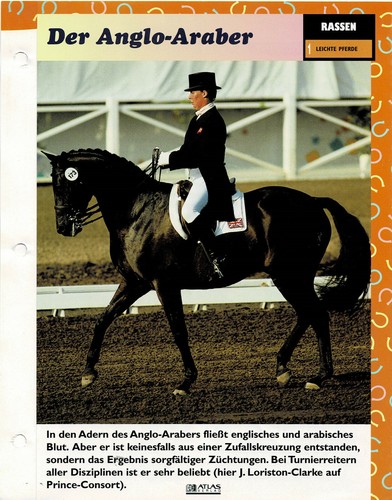 Der anglo araber - anglo-araber, (leichte