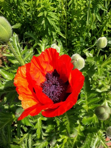 Staudenmohn türkischer mohn - tÜrkischer,