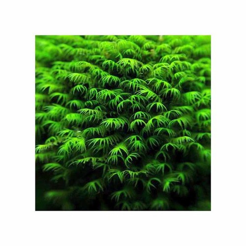 15x aquarium fissidens - aquarium,