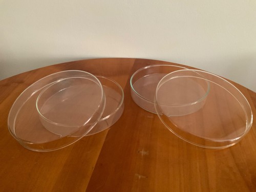 Petrischale glas mit - x,
